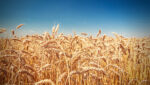 Exportrestriktionen treiben Weizen-Preise weiter in die Höhe