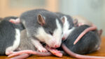 Moderna-Studiendokumente: Im Tierversuch entwickelten Rattenbabys Missbildungen