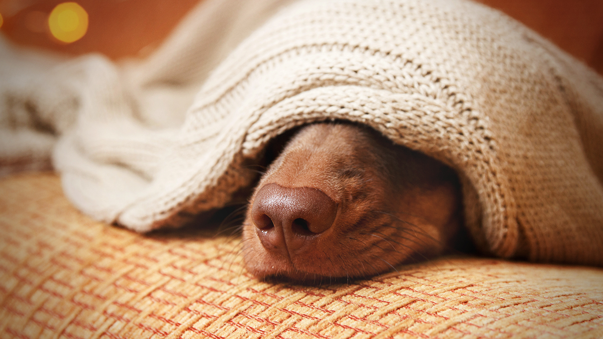Mainstream alarmiert: Mysteriöse Atemwegserkrankung bei Hunden soll durch USA fegen