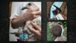 Corona-Abfälle schädigen Tierpopulationen weltweit: Nicht nur Vögel verenden qualvoll