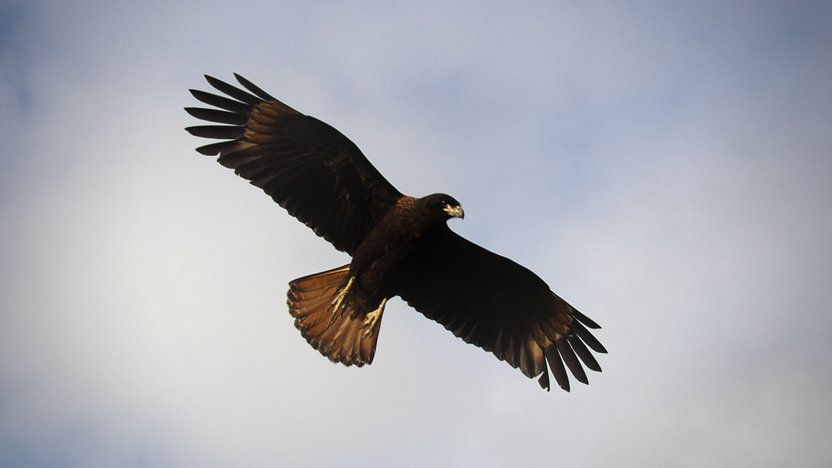 Mit der Natur statt gegen sie: Dieser Greifvogel arbeitet jetzt für die Bundeswehr